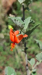 Hibiscus waterbergensis