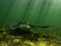 Bathytoshia brevicaudata