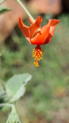 Hibiscus waterbergensis