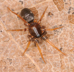 Phrurolithus festivus