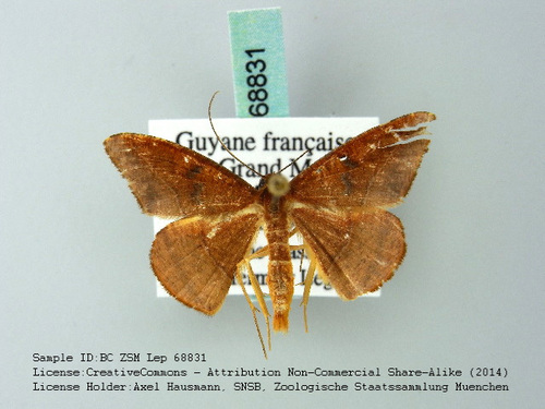 Pyrinia sublustraria