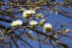 Albizia anthelmintica