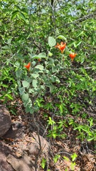 Hibiscus waterbergensis