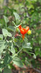 Hibiscus waterbergensis