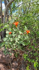 Hibiscus waterbergensis
