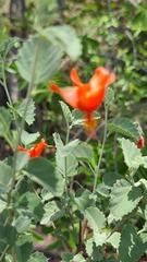 Hibiscus waterbergensis