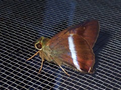 Hasora borneensis