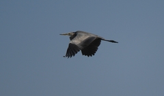 Ardea cinerea