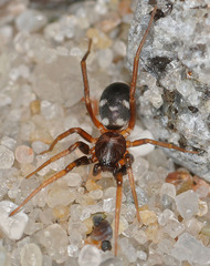 Phrurolithus festivus