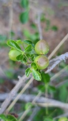 Commiphora