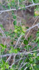 Commiphora