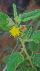 Corchorus kirkii