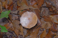 Hypomyces ochraceus