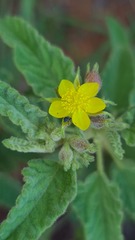 Corchorus kirkii