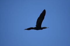 Phalacrocorax fuscicollis
