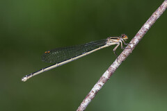 Pseudagrion ignifer
