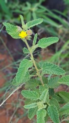 Corchorus kirkii