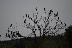 Phalacrocorax fuscicollis