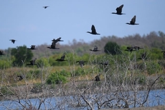 Phalacrocorax fuscicollis