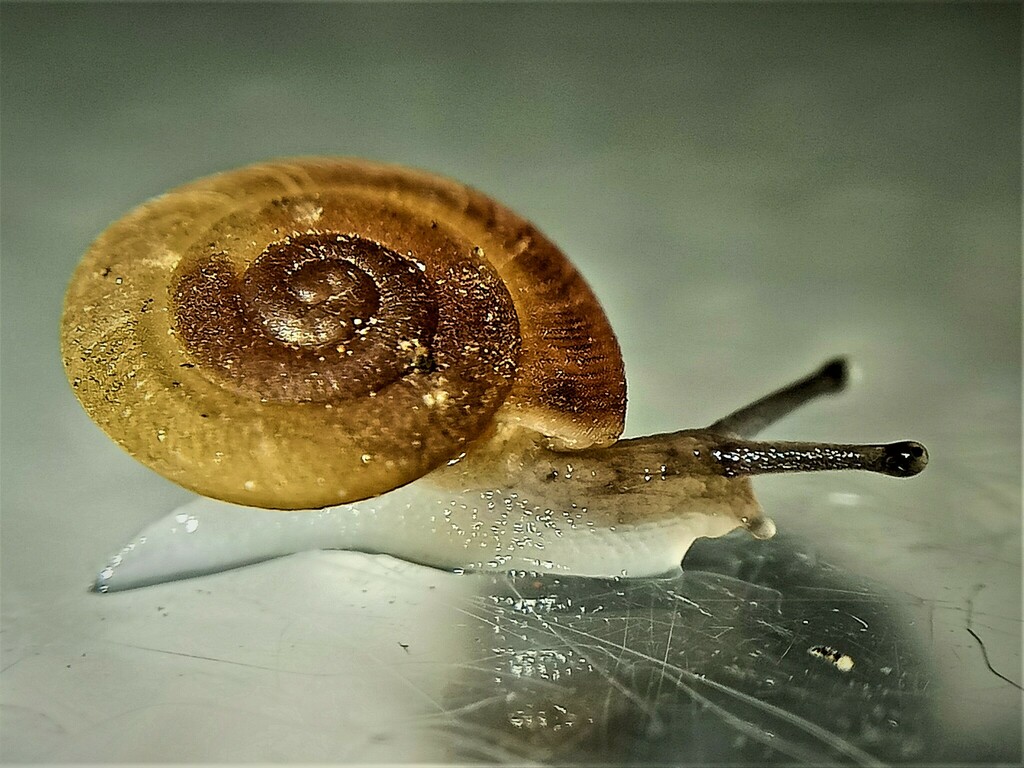 Caracollina lenticula