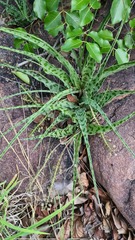 Ledebouria