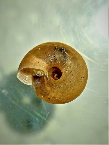 Caracollina lenticula