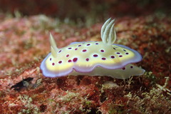 Goniobranchus kuniei