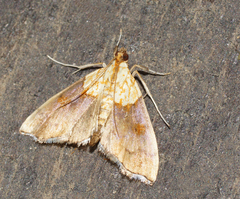 Agrotera nemoralis