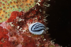 Phyllidiopsis xishaensis