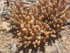 Crassula