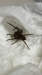 Sinopoda forcipata