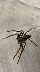 Sinopoda forcipata