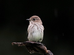 Muscicapa griseisticta