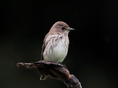 Muscicapa griseisticta