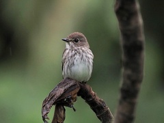 Muscicapa griseisticta