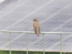 Muscicapa griseisticta