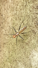 Telostylinus lineolatus