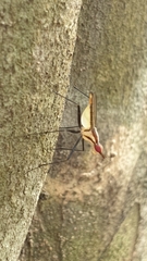 Telostylinus lineolatus