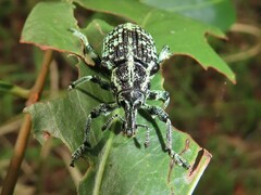 Chrysolopus spectabilis