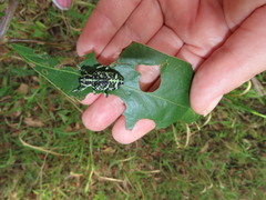 Chrysolopus spectabilis