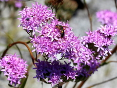 Pseudoselago serrata