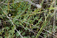 Pimelea spinescens
