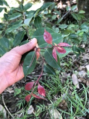 Photinia serratifolia