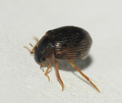 Berosus