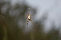 Leucauge festiva