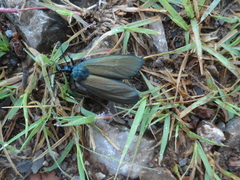 Ctenucha