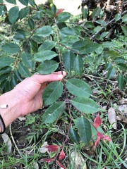 Photinia serratifolia