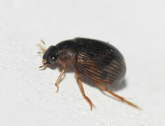 Berosus