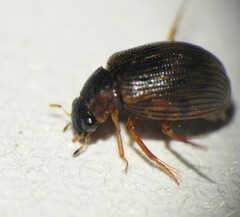 Berosus