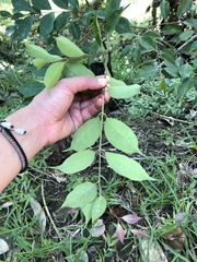 Photinia serratifolia